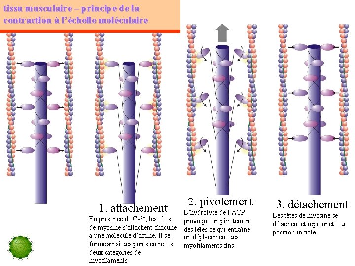 tissu musculaire – principe de la contraction à l’échelle moléculaire 1. attachement En présence