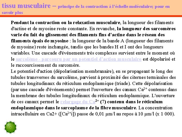 tissu musculaire – principe de la contraction à l’échelle moléculaire; pour en savoir plus