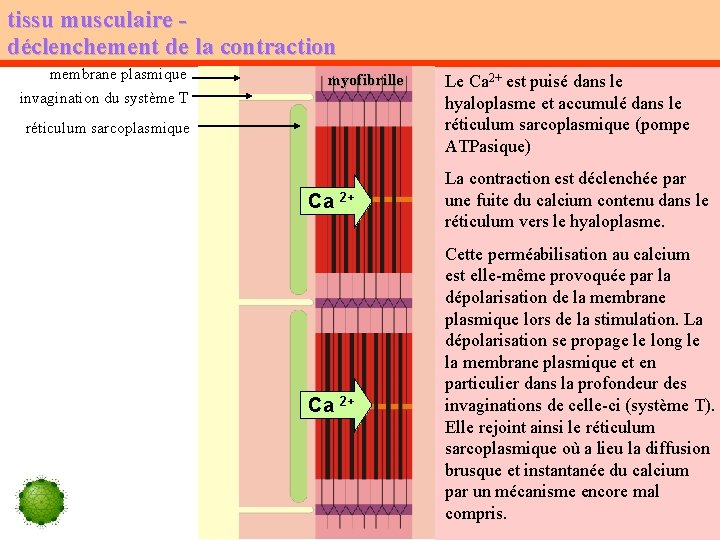 tissu musculaire déclenchement de la contraction membrane plasmique invagination du système T myofibrille réticulum