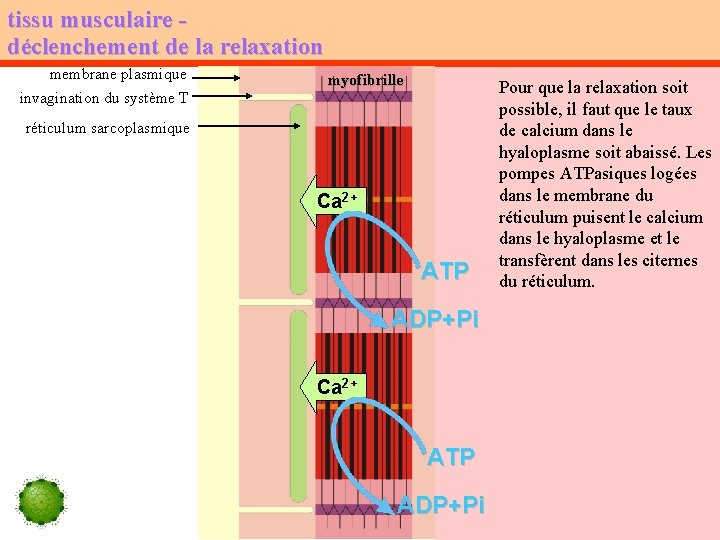 tissu musculaire déclenchement de la relaxation membrane plasmique invagination du système T myofibrille réticulum