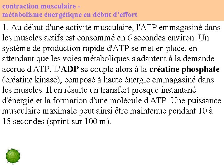 contraction musculaire métabolisme énergétique en début d’effort 1. Au début d'une activité musculaire, l'ATP