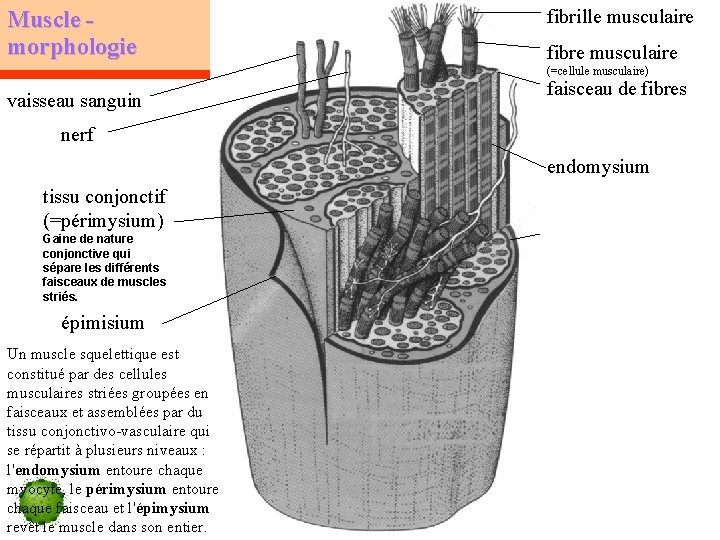 Muscle morphologie fibrille musculaire fibre musculaire (=cellule musculaire) vaisseau sanguin faisceau de fibres nerf