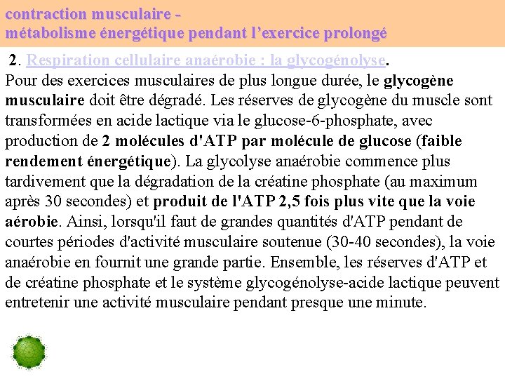 contraction musculaire métabolisme énergétique pendant l’exercice prolongé 2. Respiration cellulaire anaérobie : la glycogénolyse.