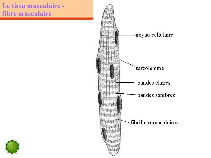 Le tissu musculaire fibre musculaire noyau cellulaire sarcolemme bandes claires bandes sombres fibrilles musculaires