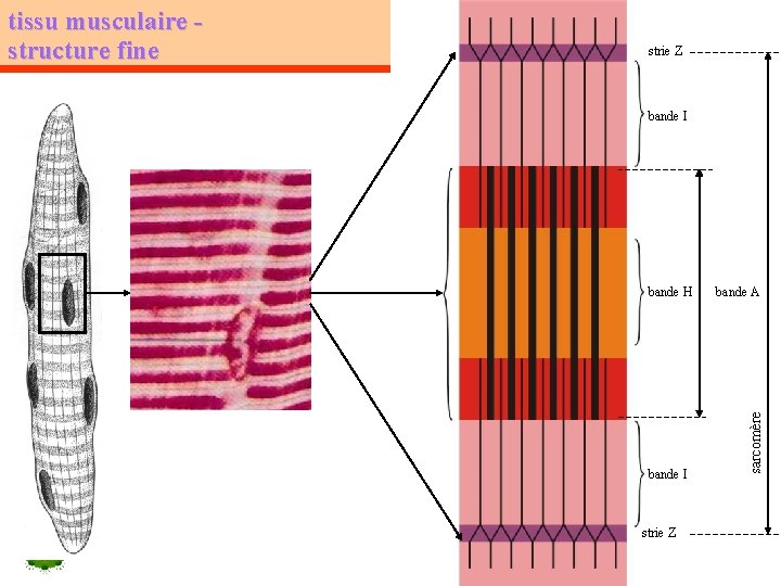 strie Z bande I bande H bande I strie Z bande A sarcomère tissu