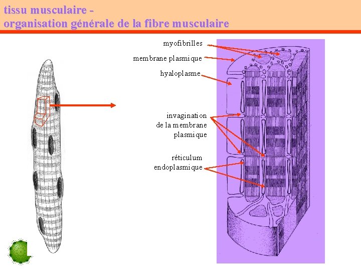 tissu musculaire organisation générale de la fibre musculaire myofibrilles membrane plasmique hyaloplasme invagination de