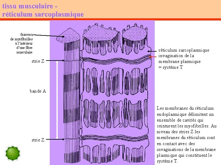 tissu musculaire réticulum sarcoplasmique faisceau de myofibrilles à l’intérieur d’une fibre musculaire strie Z