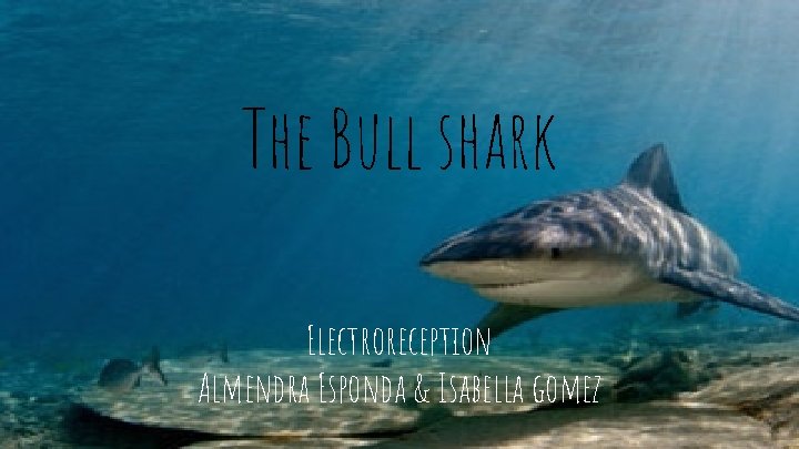 The Bull shark Electroreception Almendra Esponda & Isabella gomez 