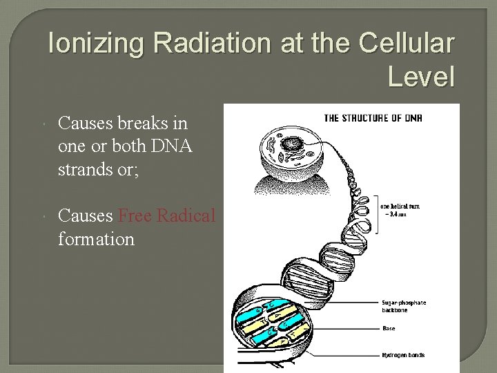 Ionizing Radiation at the Cellular Level Causes breaks in one or both DNA strands