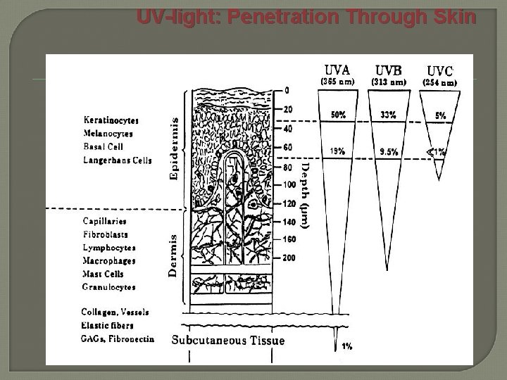 UV-light: Penetration Through Skin 