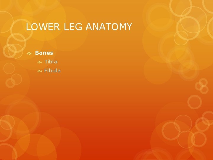 LOWER LEG ANATOMY Bones Tibia Fibula 