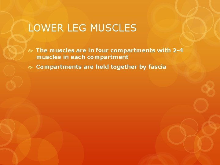 LOWER LEG MUSCLES The muscles are in four compartments with 2 -4 muscles in
