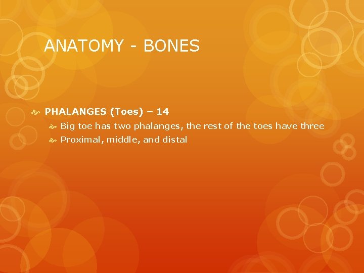 ANATOMY - BONES PHALANGES (Toes) – 14 Big toe has two phalanges, the rest