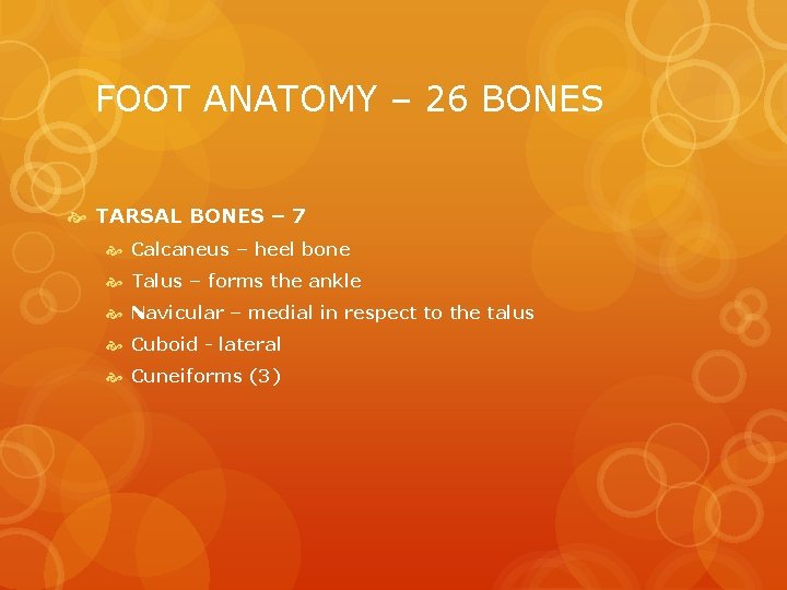 FOOT ANATOMY – 26 BONES TARSAL BONES – 7 Calcaneus – heel bone Talus