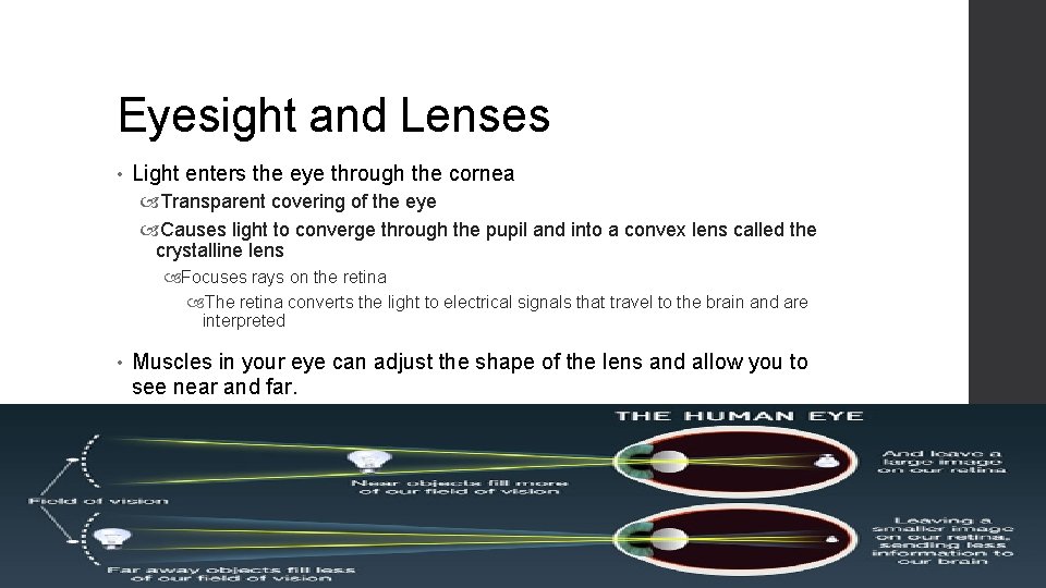 Eyesight and Lenses • Light enters the eye through the cornea Transparent covering of