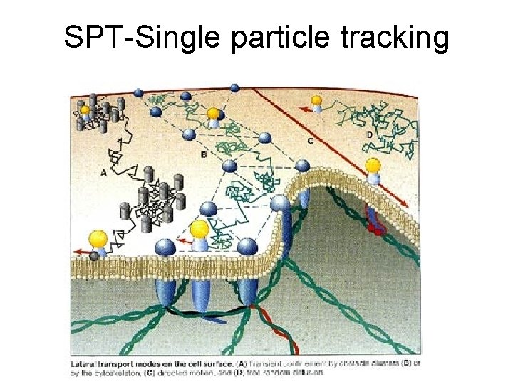 SPT-Single particle tracking 