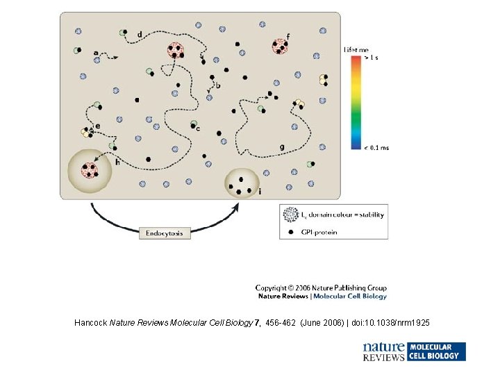 Hancock Nature Reviews Molecular Cell Biology 7, 456 -462 (June 2006) | doi: 10.