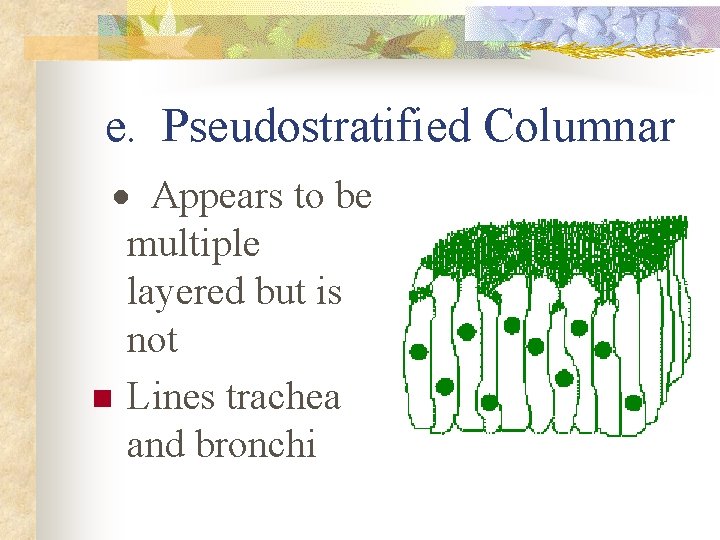 e. Pseudostratified Columnar · Appears to be multiple layered but is not n Lines