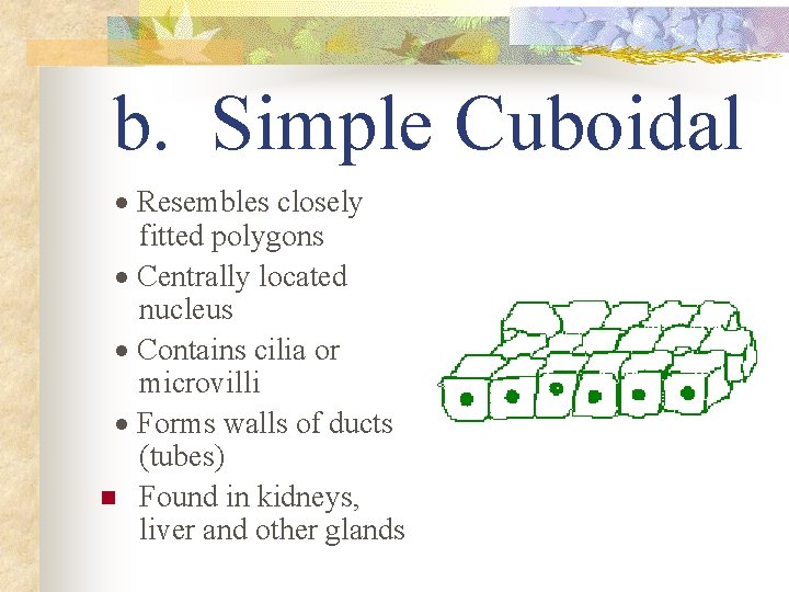 b. Simple Cuboidal · Resembles closely fitted polygons · Centrally located nucleus · Contains
