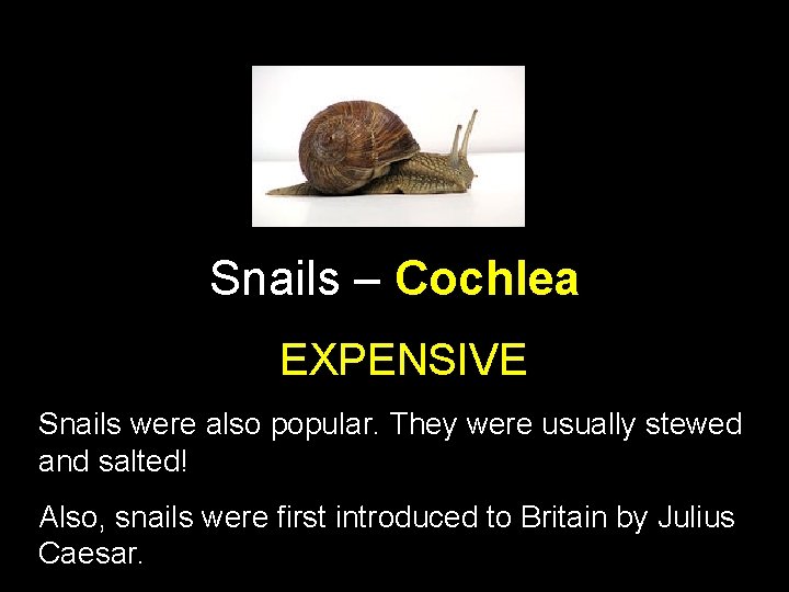 Snails – Cochlea EXPENSIVE Snails were also popular. They were usually stewed and salted!