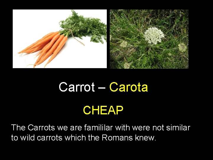 Carrot – Carota CHEAP The Carrots we are famililar with were not similar to