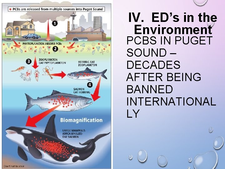 IV. ED’s in the Environment PCBS IN PUGET SOUND – DECADES AFTER BEING BANNED IV. ED’s in the Environment PCBS IN PUGET SOUND – DECADES AFTER BEING BANNED