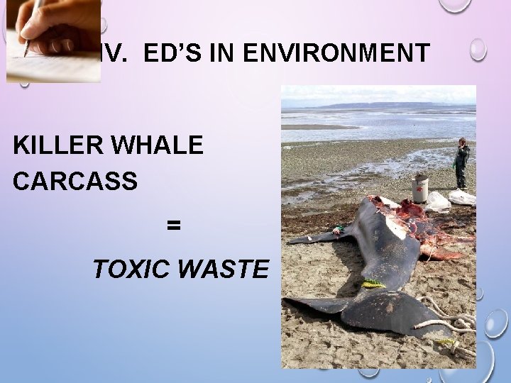 IV. ED’S IN ENVIRONMENT KILLER WHALE CARCASS = TOXIC WASTE IV. ED’S IN ENVIRONMENT KILLER WHALE CARCASS = TOXIC WASTE