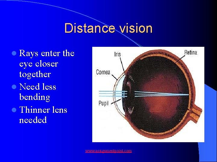 Distance vision l Rays enter the eye closer together l Need less bending l