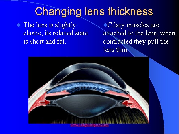 Changing lens thickness l The lens is slightly elastic, its relaxed state is short