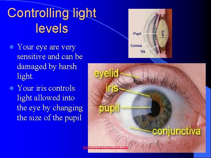 Controlling light levels Your eye are very sensitive and can be damaged by harsh