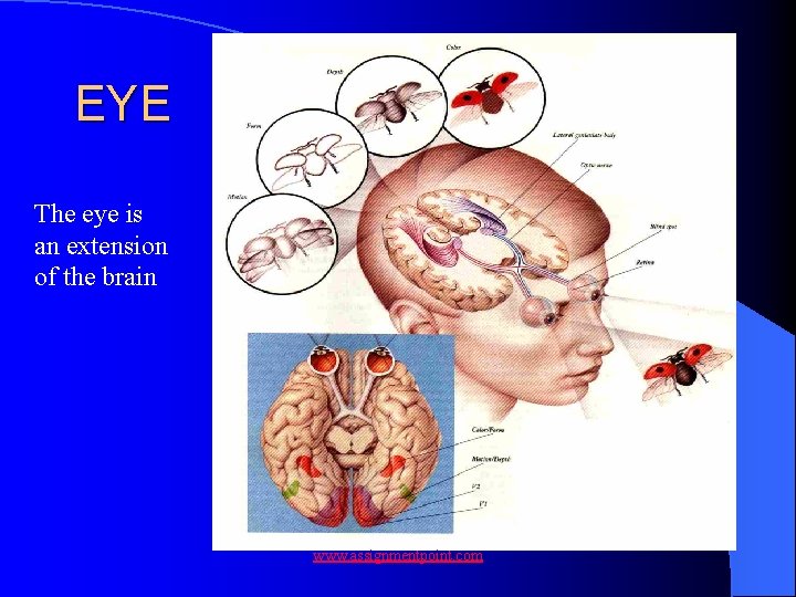 EYE The eye is an extension of the brain www. assignmentpoint. com 