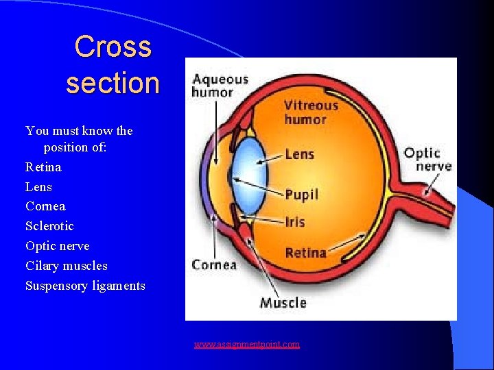 Cross section You must know the position of: Retina Lens Cornea Sclerotic Optic nerve