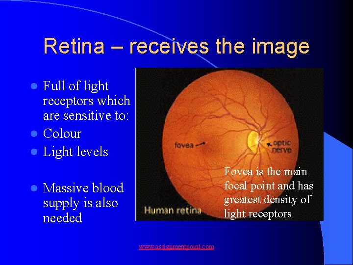 Retina – receives the image Full of light receptors which are sensitive to: l