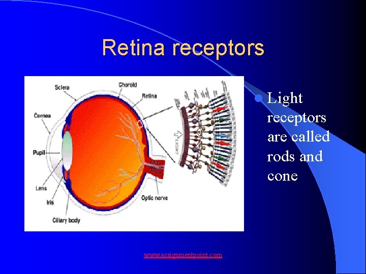 Retina receptors l Light receptors are called rods and cone www. assignmentpoint. com 