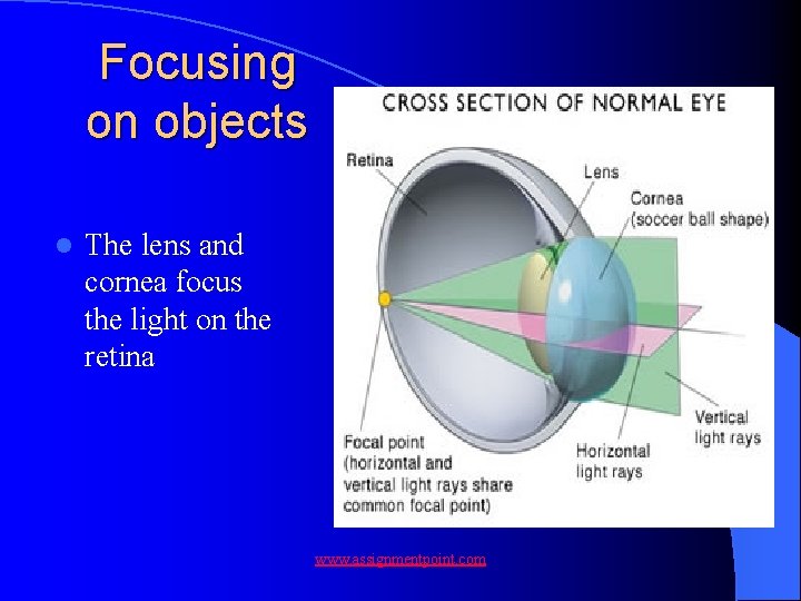 Focusing on objects l The lens and cornea focus the light on the retina