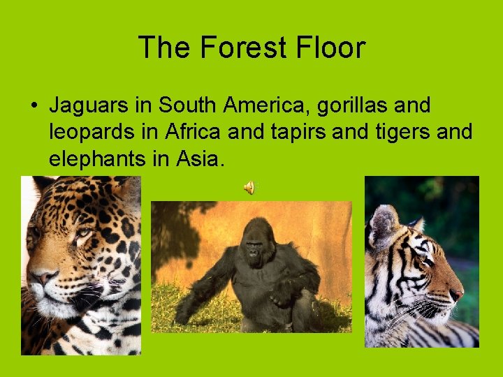 The Forest Floor • Jaguars in South America, gorillas and leopards in Africa and