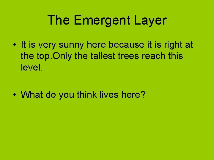 The Emergent Layer • It is very sunny here because it is right at
