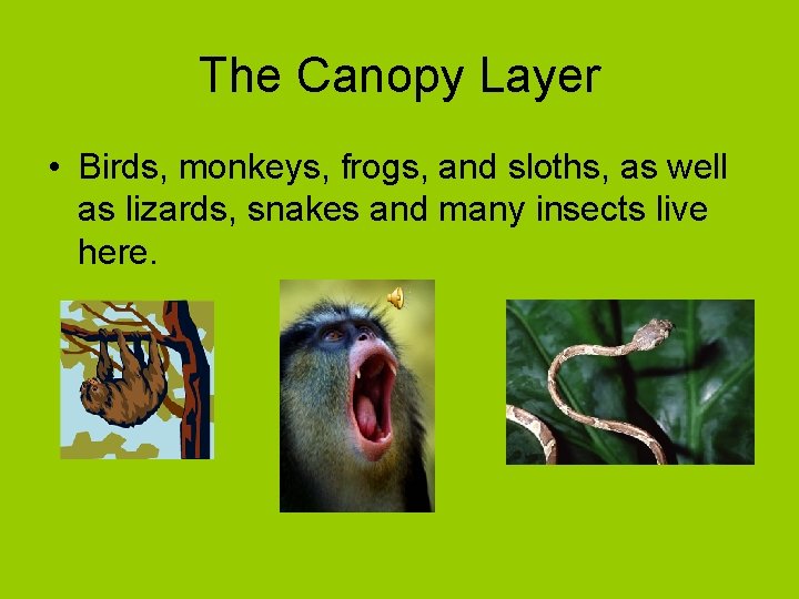 The Canopy Layer • Birds, monkeys, frogs, and sloths, as well as lizards, snakes