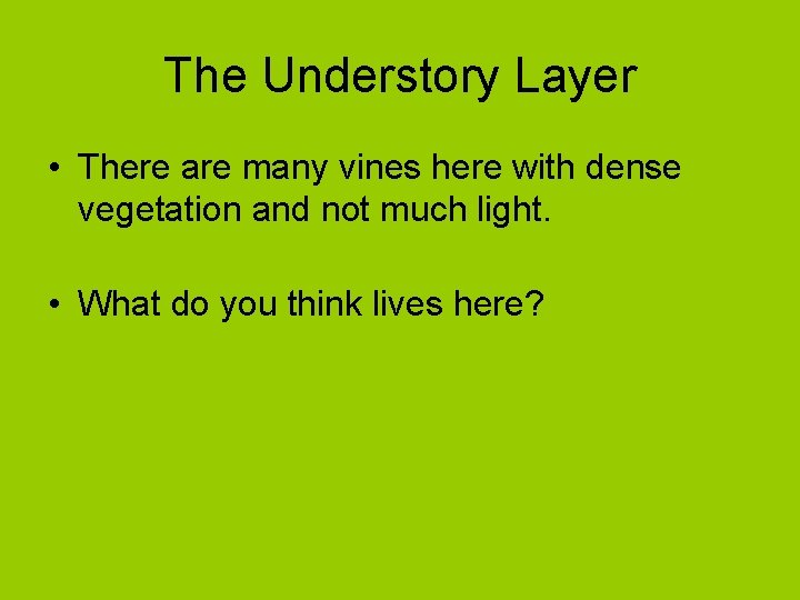 The Understory Layer • There are many vines here with dense vegetation and not