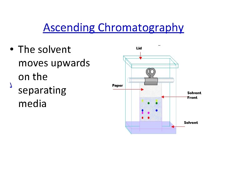 Ascending Chromatography • The solvent moves upwards on the  separating media 