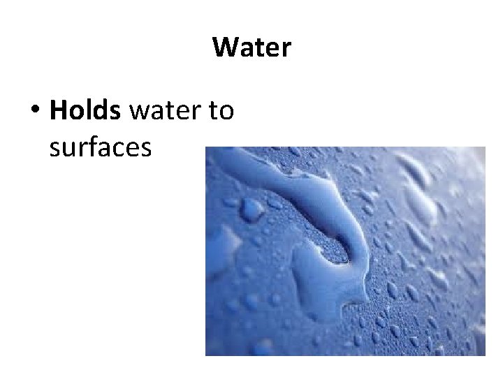 Water • Holds water to surfaces 