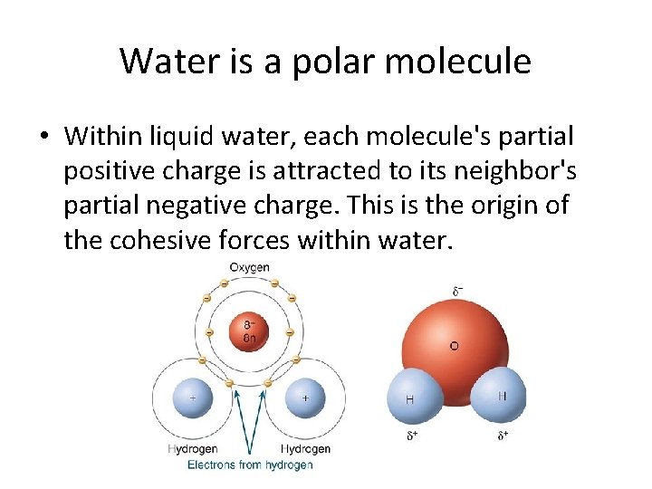 Water is a polar molecule • Within liquid water, each molecule's partial positive charge