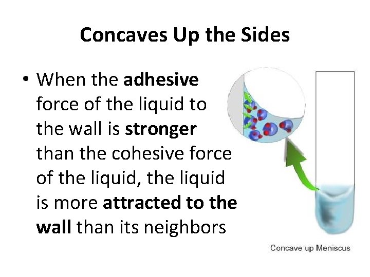 Concaves Up the Sides • When the adhesive force of the liquid to the