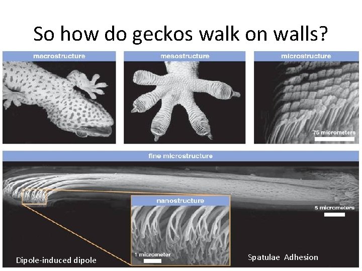 So how do geckos walk on walls? Dipole-induced dipole Spatulae Adhesion 