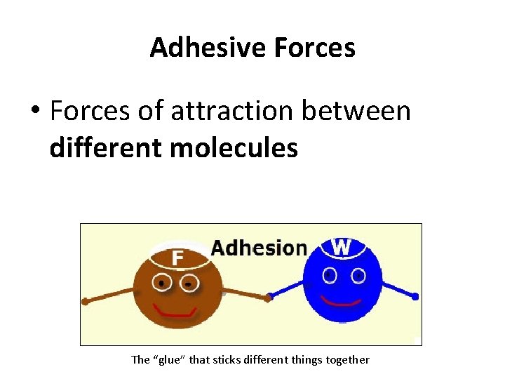 Adhesive Forces • Forces of attraction between different molecules The “glue” that sticks different