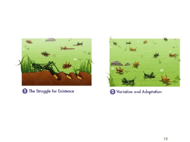 Name Darwin 1809 1885 EVOLUTION and Natural Selection