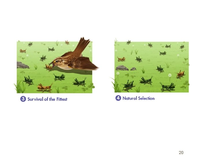 Name Darwin 1809 1885 EVOLUTION and Natural Selection