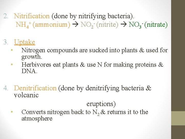 2. Nitrification (done by nitrifying bacteria). NH 4+ (ammonium) NO 2 - (nitrite) NO