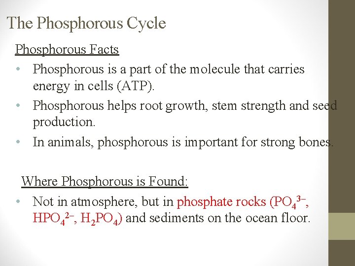 The Phosphorous Cycle Phosphorous Facts • Phosphorous is a part of the molecule that