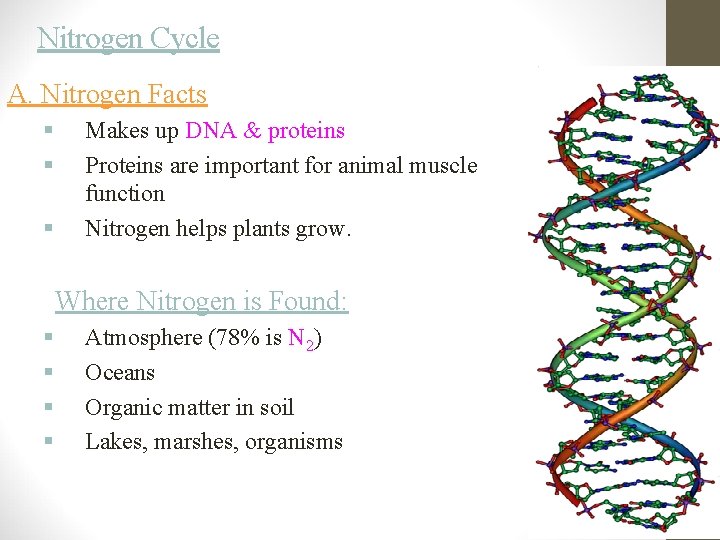 Nitrogen Cycle A. Nitrogen Facts § § § Makes up DNA & proteins Proteins